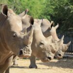 border police officials sensitised on rhino conservation wildlife crimes – The News Mill