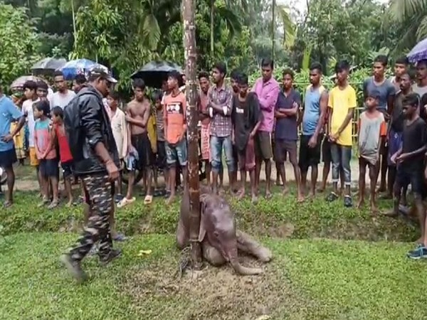 elephant calf rescued from drain in assams sonitpur – The News Mill