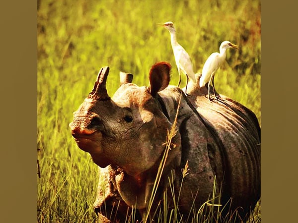 indias rhino population on the rise stringent conservation efforts continue – The News Mill