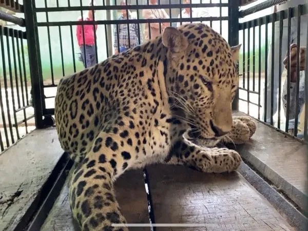 mp leopard with whom villagers took selfies with still undergoing treatment at indore zoo – The News Mill