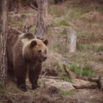 study identifies most urgent issues for grizzly bear conservation – The News Mill
