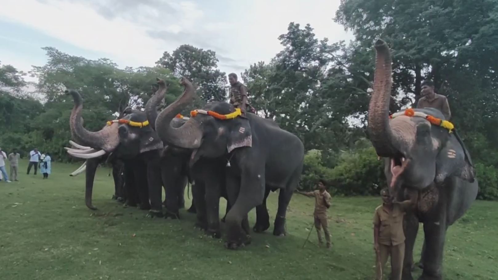theppakadu camp elephants take part in ganesh chaturthi celebrations 1 – The News Mill