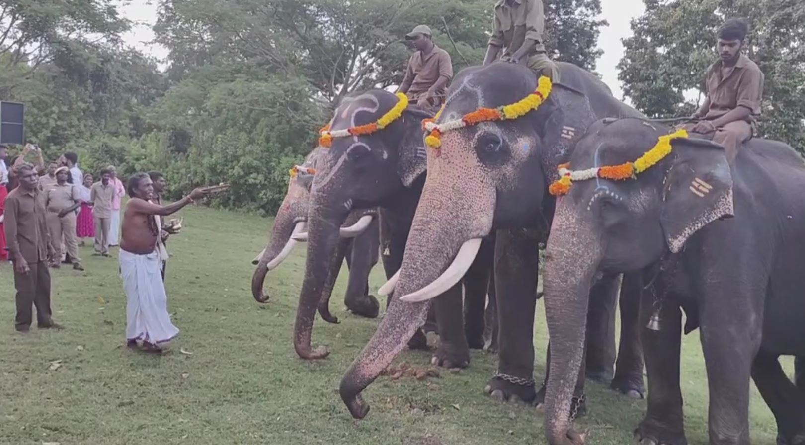 theppakadu camp elephants take part in ganesh chaturthi celebrations 2 – The News Mill