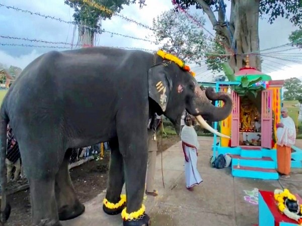 theppakadu camp elephants take part in ganesh chaturthi celebrations – The News Mill