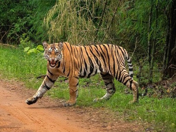 tn tiger death toll rises to 10 national tiger commission visits ooty to investigate – The News Mill