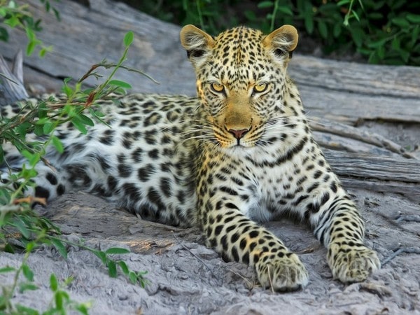 up leopard dies during treatment in etawah lion safari – The News Mill
