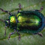 pheromones impact fake behaviour in beetles study – The News Mill