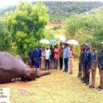 tamil nadu elephant found dead in boluvampatti forest reserve – The News Mill